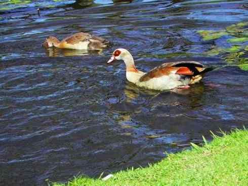 家禽驯化之源之三