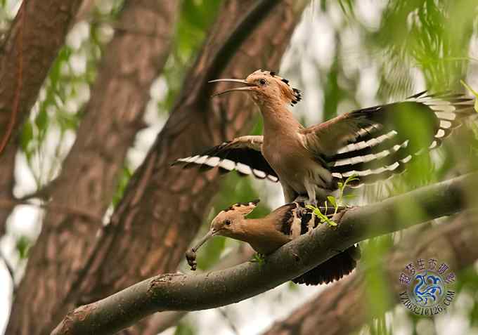 首次拍到戴胜奇观（组图，20张图片）