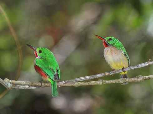 绝色攀禽：佛法僧目之短尾鴗