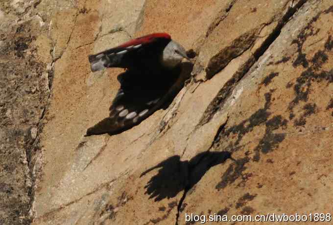 优雅红翅 wbr旋壁山岩