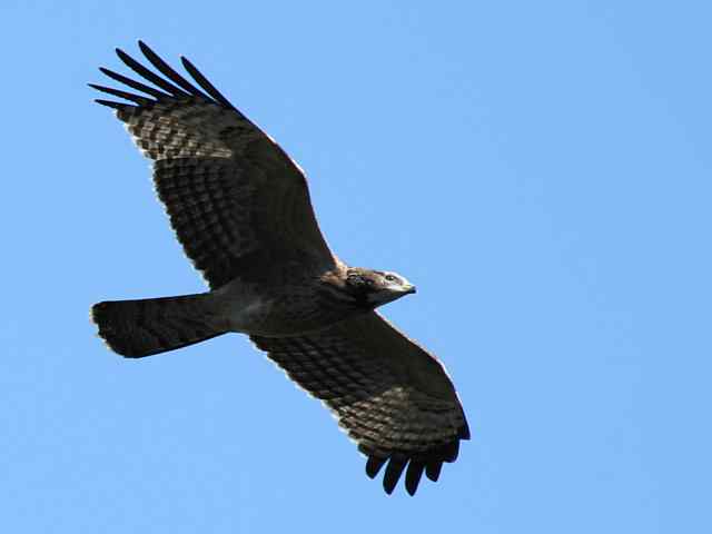 望京楼观赏猛禽迁徙