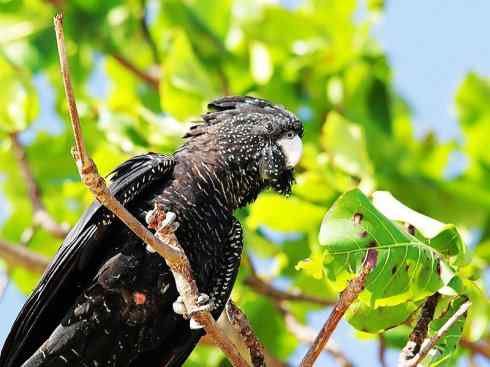 猎奇:奇特的鸟喙之四 猎奇:奇特的鸟喙之四