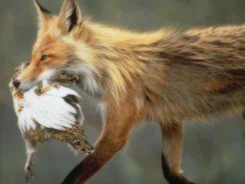 动物世界：山寨还是原创之十五