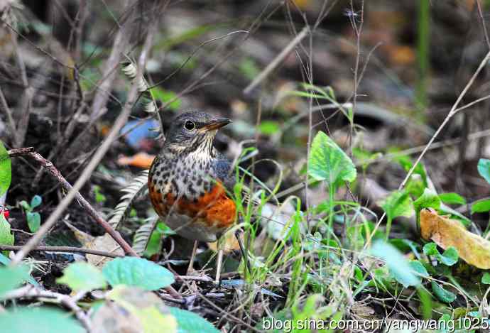 灰背鸫（1）
