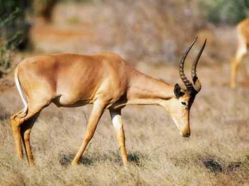 自然奇观：动物大迁徙(非洲大迁徙)