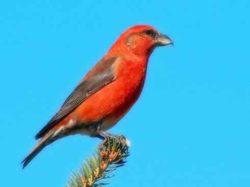 家禽驯化之源之二十六（朱雀、交嘴雀、大山雀）