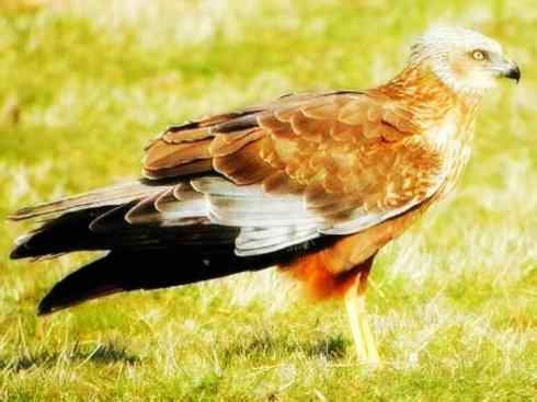 白头鸟系列：另类的美丽（白尾鸢）