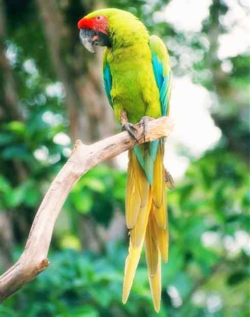 猎奇：长尾鸟雀之四