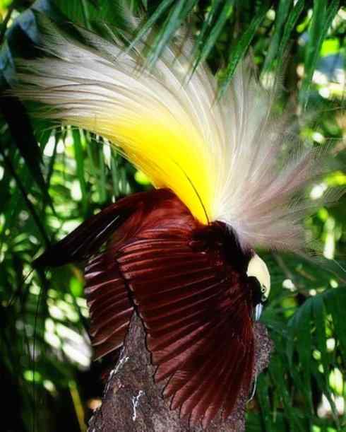 美丽无罪：雀鸟之极乐鸟