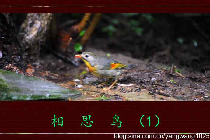北京天坛公园的鸟类——相思鸟(1)