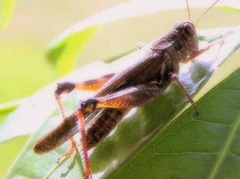 自然奇观：动物大迁徙(东亚飞蝗）