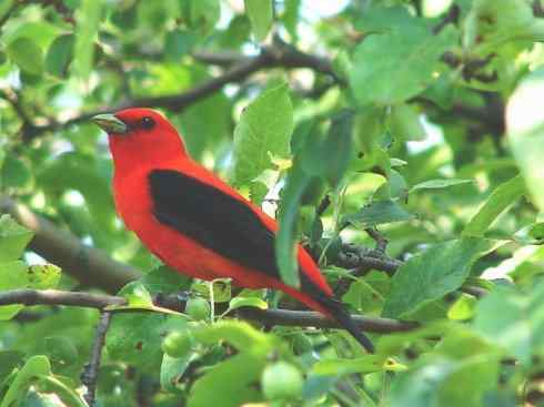 极品红色鸟类：猩红比蓝雀