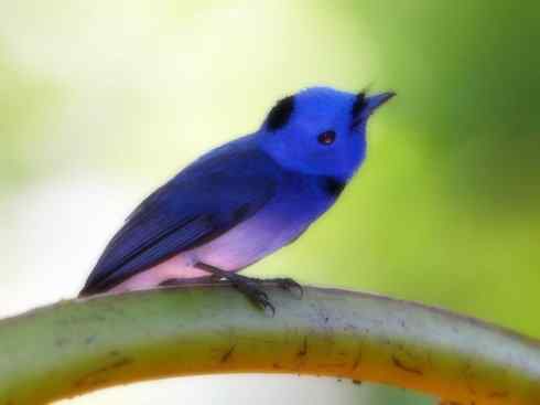 美丽无罪：雀鸟之仙鹟