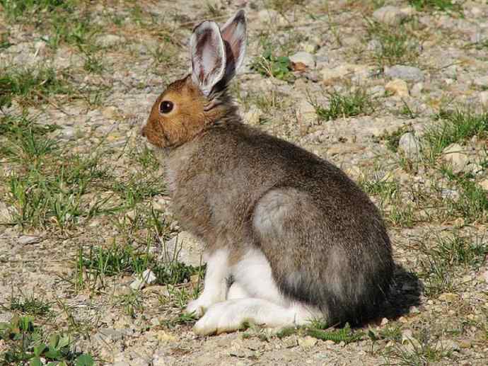 犬科：狐亚科之北极狐（雪鸮、雷鸟）