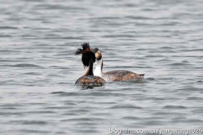 蜜月中的凤头