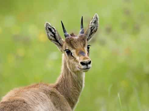 麒麟：传说的兽原型探秘（鹿羚）