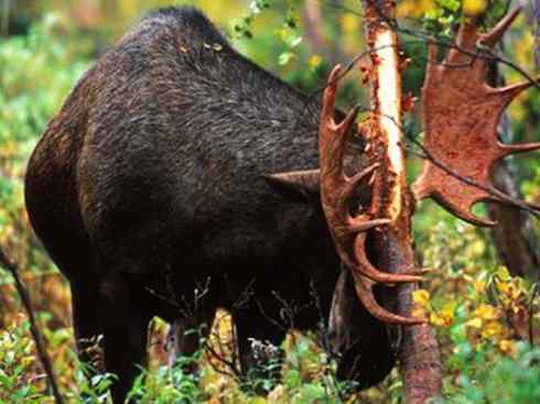 麒麟：传说的兽原型探秘（驼鹿）