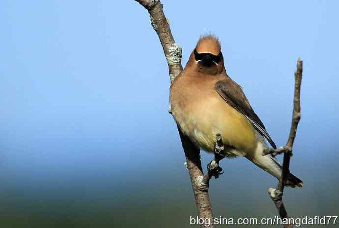 雪松太平鸟（2）