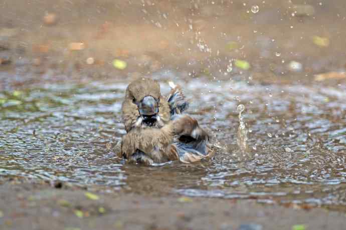 洗浴中的锡嘴雀（3）