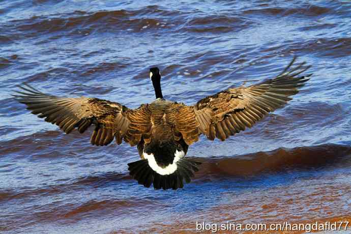 美国鸟类摄影——大雁飞降湖面
