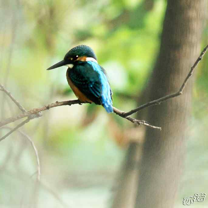 圆明园&nbsp;wbr路&nbsp;wbr林中的小翠