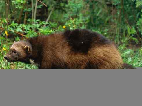 犬科:犬亚科犬属之郊狼、红狼 犬科:犬亚科犬属之郊狼、红狼