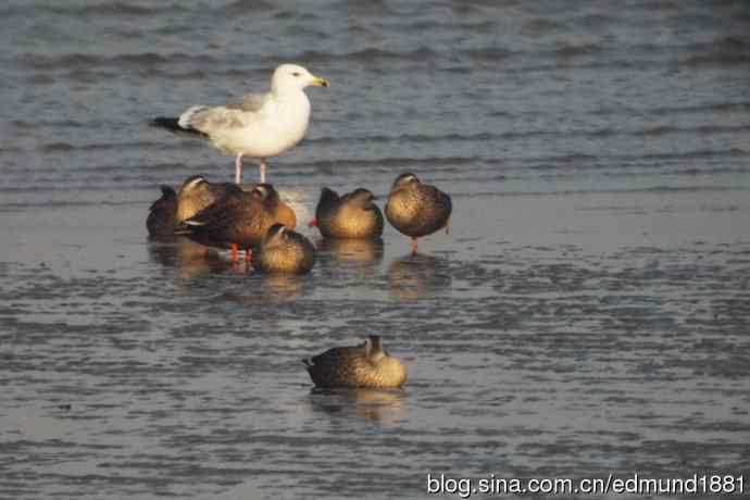 吴淞炮台湾湿地公园3月鸟况