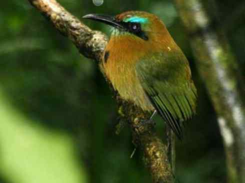 绝色攀禽:佛法僧目之翠鴗2 绝色攀禽:佛法僧目之翠鴗2