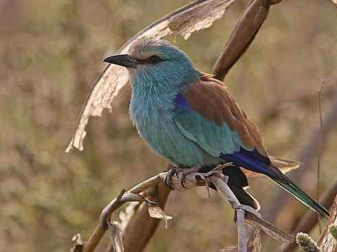 绝色攀禽：佛法僧目之佛法僧2