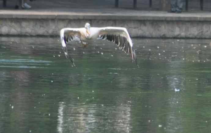 再拍大鹈鹕 wbr wbr4 再拍大鹈鹕 wbr wbr4