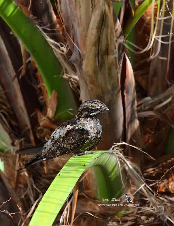 中秋节收获普通夜鹰