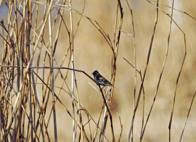 灰头鹀（记录版）