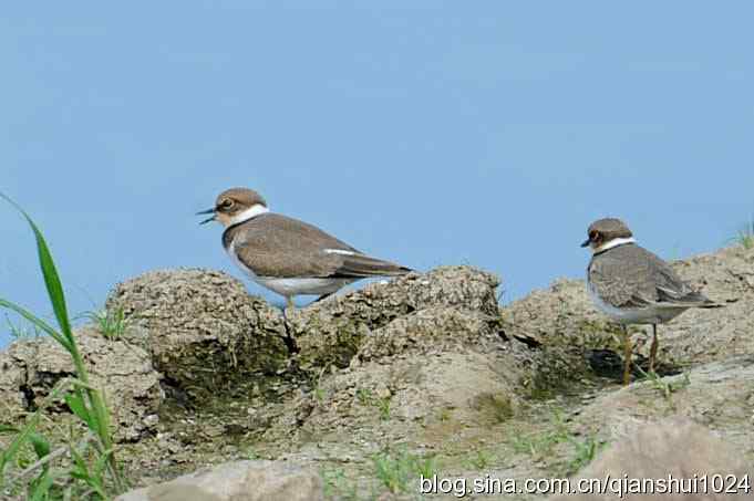 沙河水库.可爱小鸟环颈鸻
