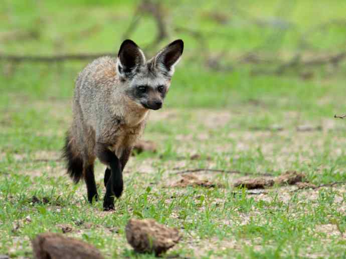犬科:狐亚科之大耳狐