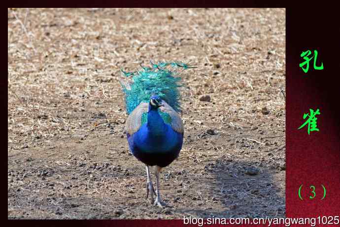 北京麋鹿苑的鸟类——孔雀（3）