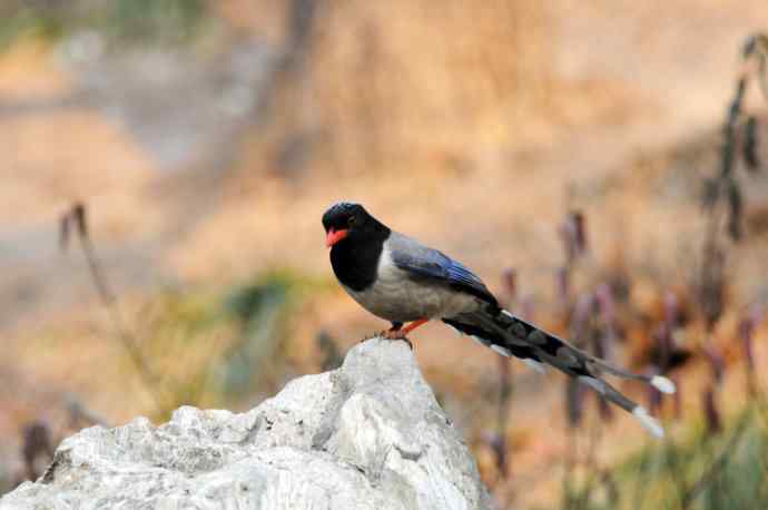 红嘴蓝鹊（11）