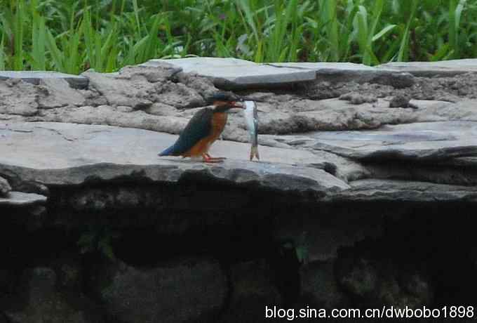 鸟友同游怀沙河 鸟友同游怀沙河