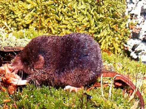 动物世界：山寨还是原创之十三