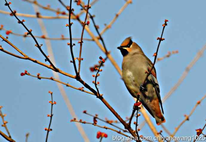 太平鸟（抓拍）1