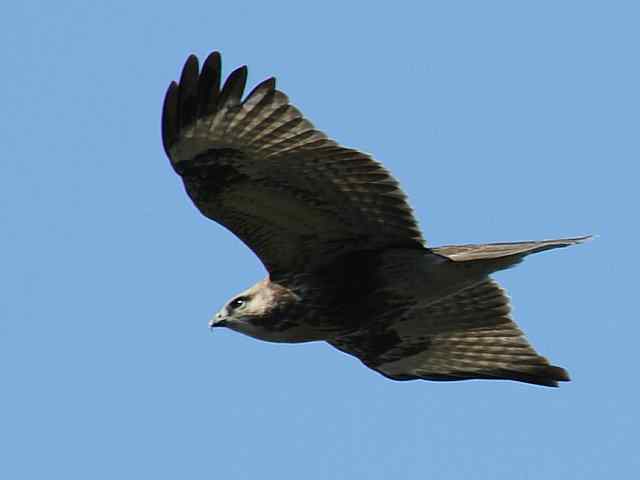 望京楼观赏猛禽迁徙