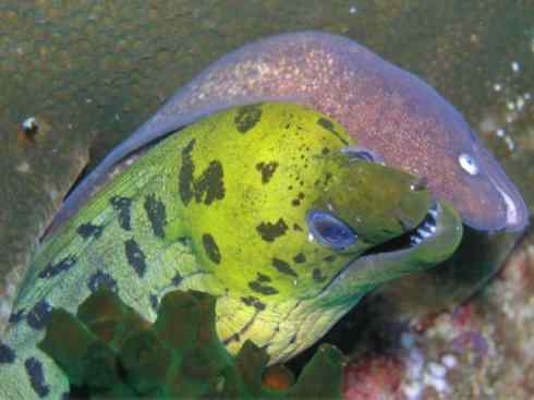 龙:传说的兽原型探秘(鲤鱼) 龙:传说的兽原型探秘(鲤鱼)