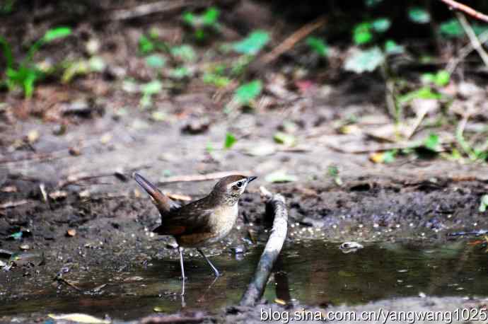 雌性红喉歌鸲亚成鸟 wbr1