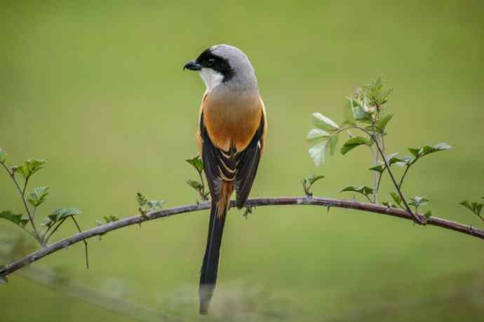 洋县朝圣鈥斺斉加鲎乇巢