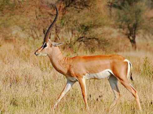 麒麟：传说的兽原型探秘（鹿羚）