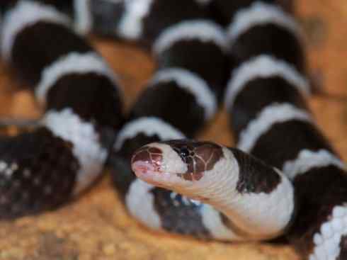 龙：传说的兽原型探秘（澳洲眼睛蛇类）