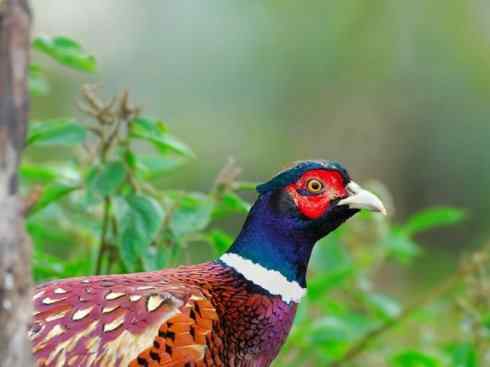 凤凰：传说的鸟原型探秘（雉鸡）