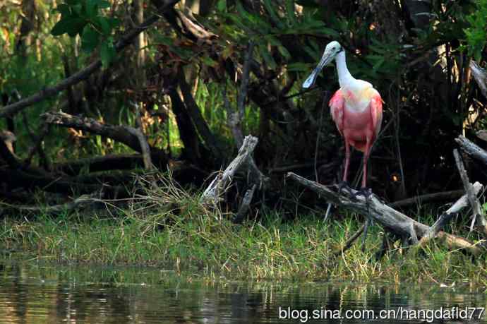 美国鸟类摄影——粉红琵鹭(3)