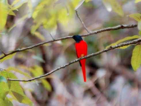 美丽无罪：雀鸟之山椒鸟