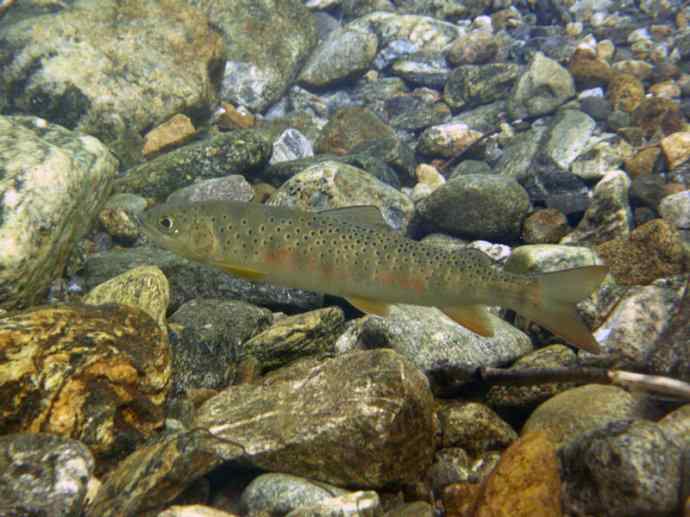 鱼类活化石：虱目鱼