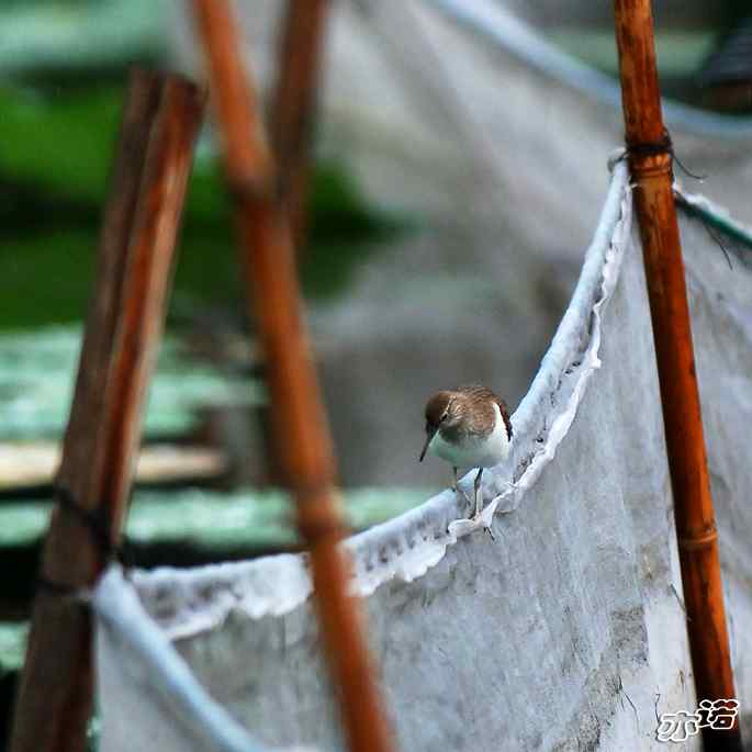 圆明园&nbsp;wbr路&nbsp;wbr白腰草鹬和矶鹬